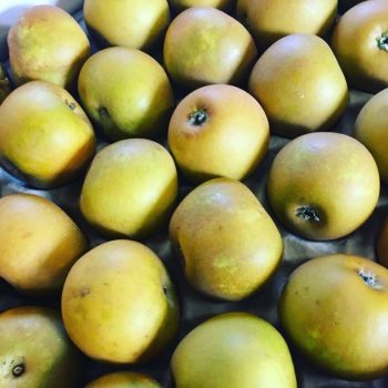 Local Russet Apples